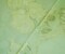 Light Green-Gold-Silver Nylon Metallic Floral Organza Woven Fabric By the Yard